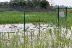 Provalili na pokusno polje i uništili rižu stvorenu novom genomskom tehnikom