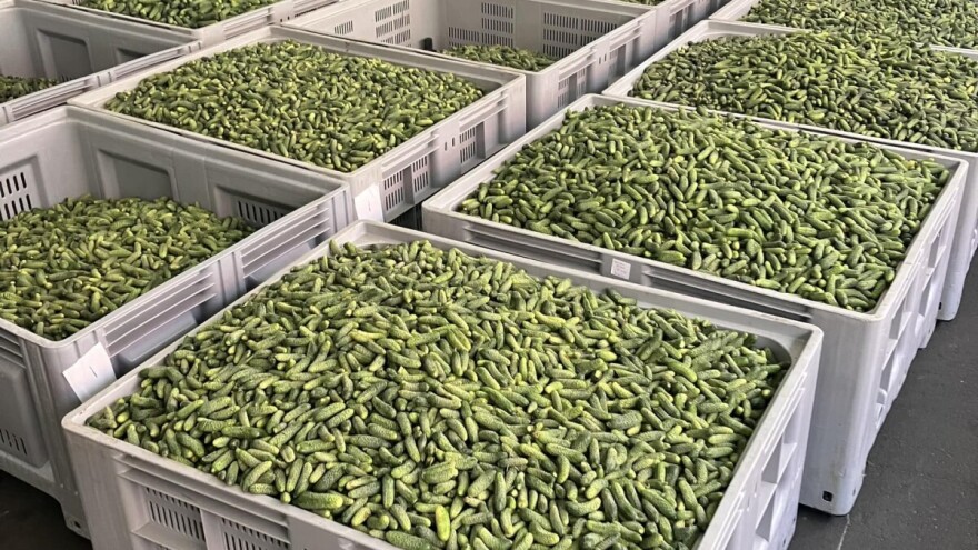 Berba kornišona u punom jeku: Prinosi dobri, dominira prva klasa