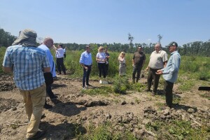 Na području Uprave šuma Vinkovci posađeno 150.000 sadnica hrasta lužnjaka