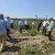 Na području Uprave šuma Vinkovci posađeno 150.000 sadnica hrasta lužnjaka