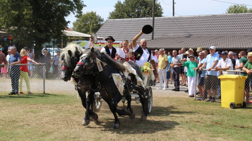Bogatstvo autohtonih pasmina na 28. Državnoj konjogojskoj izložbi u Sunji