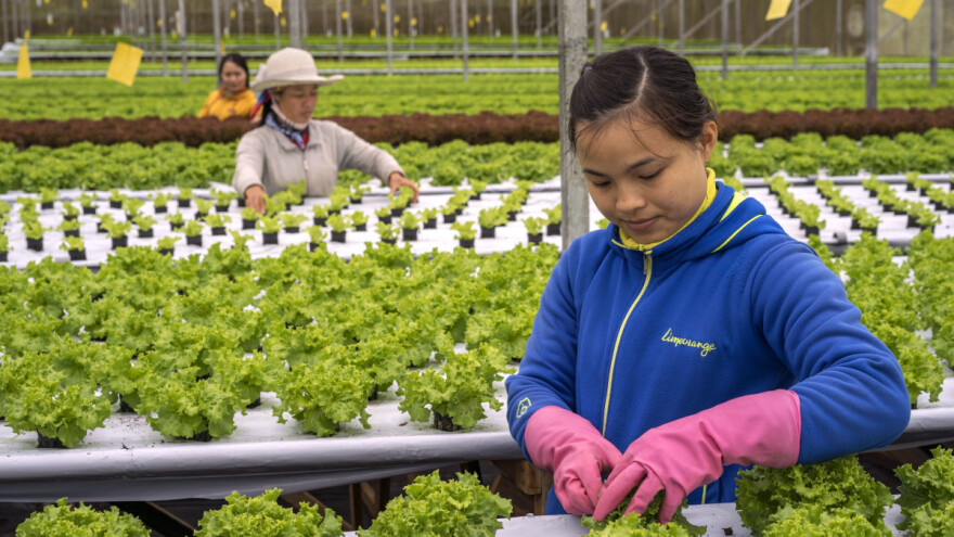 Nedostaju im obradive površine - rešenje proizvodnja na krovovima?