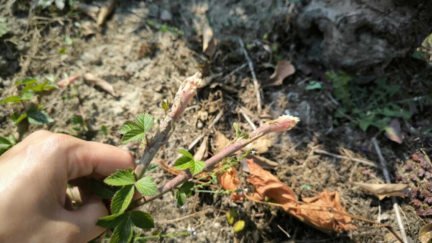 Proizvodnja sadnica kupine može se postići ožiljavanjem vrhova