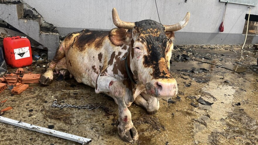 Uznemirujuće: Vatra progutala porodičnu farmu, četiri krave morale na prisilno klanje, 12 opečeno