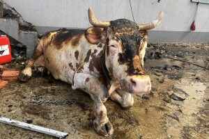 Uznemirujuće: Vatra progutala obiteljsku farmu, 4 krave morale na prisilno klanje, 12 opečeno