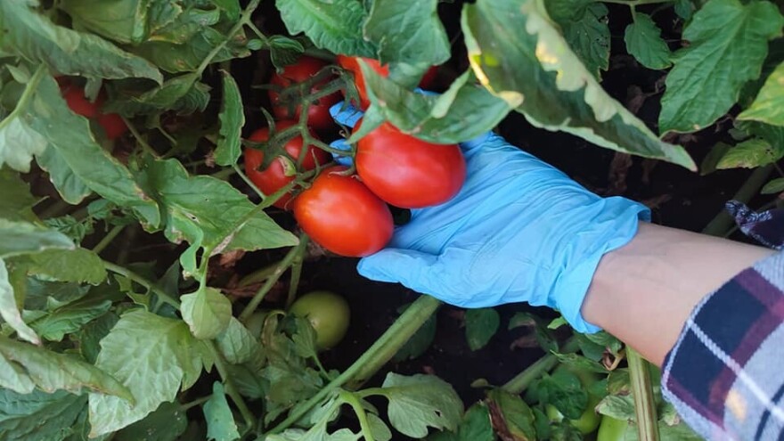 Proizvođači paradajza šljivara: Rod dobar, ali ništa bez navodnjavanja
