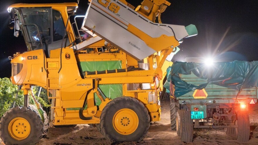 Noćna berba grožđa i to kombajnima - prvi put ove godine u vršačkim vinogradima