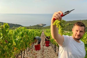 Najranija berba grožđa u povijesti Ravnih Kotara, na Korčuli pamte i raniju