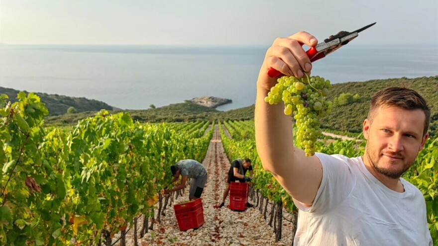 Najranija berba grožđa u povijesti Ravnih Kotara, na Korčuli pamte i raniju
