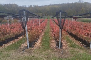 Kada i čime obaviti jesenji tretman u zasadima borovnice?