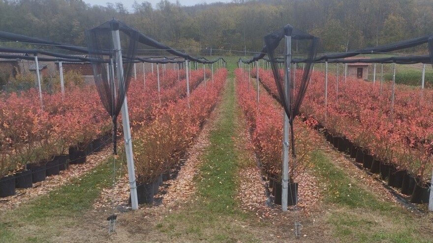 Kada i čime obaviti jesenji tretman u zasadima borovnice?