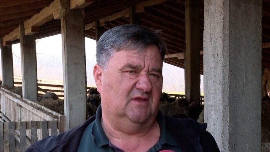 Radojica je tražio jagnje za slavu, a danas ima stado od 3.000 ovaca