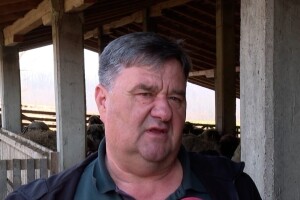 Tražio janje za slavu, a danas ima stado od 3.000 ovaca: "Dobrog ovna nema ispod 2.000 KM"
