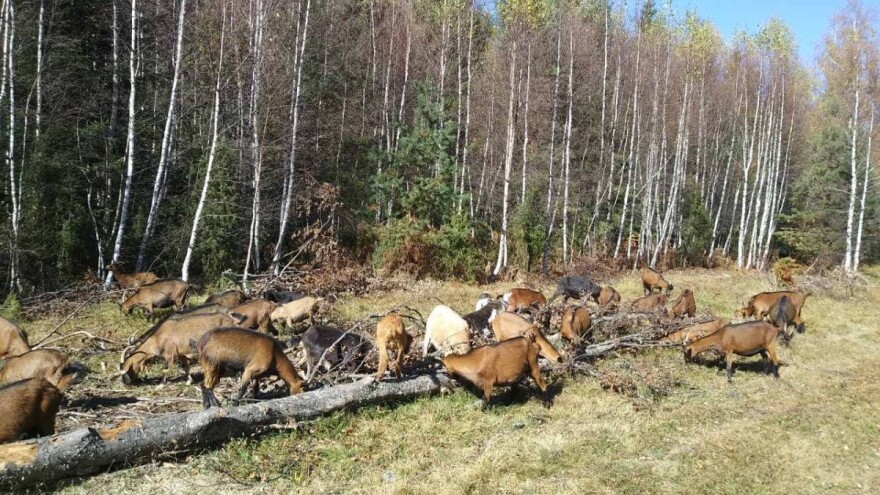 Igor Planojević: Krenuli smo sa krompirom i ovcama, sada imamo farmu koza od preko 50 grla