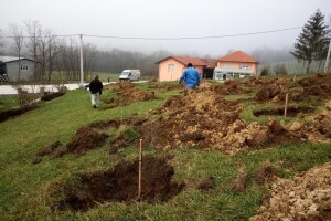 Podizanje plantaže kestena i uvjeti za uspješan uzgoj u BiH