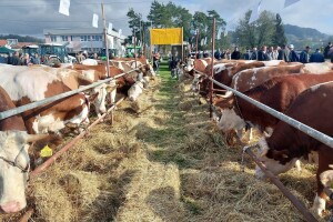 Krava Roga osvojila komisiju na izložbi u Gračanici