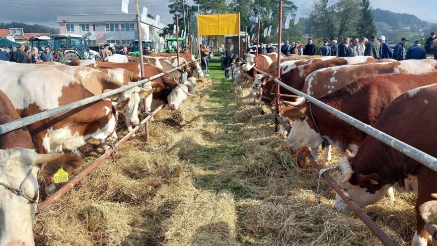 Krava Roga osvojila komisiju na izložbi u Gračanici