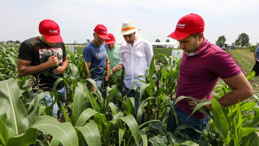 BASF Dani polja: predstavljanje tehnologije zaštite uljarica i žitarica