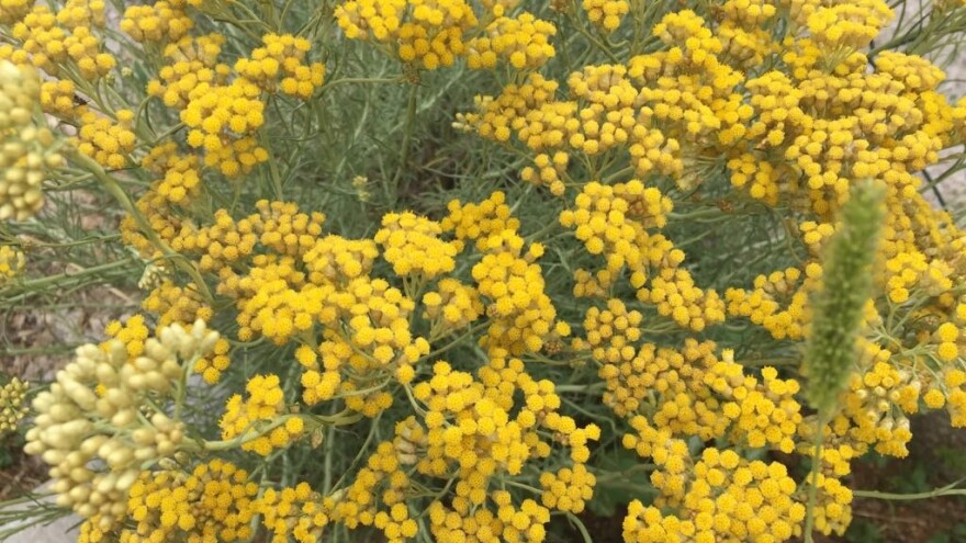 Dižu ruke od smilja: Bolje nam je bilo kad smo sadili duhan