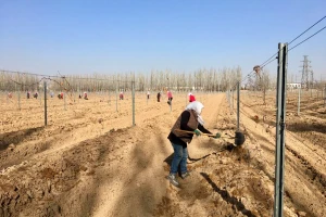 Zakopavaju čokote u jesen - crtu podvlače na -17°C
