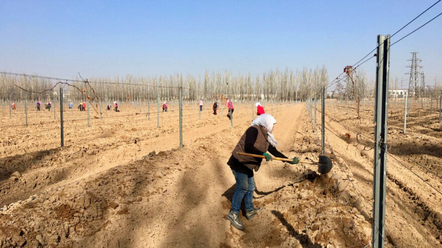 Zakopavaju trsove u jesen - crtu podvlače na -17°C