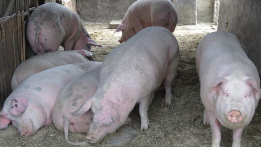 Trihineloza: Nije otkriven ni jedan slučaj zaraženošću u tri opštine, osim kod divlje svinje