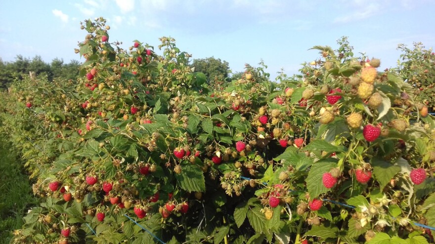Bezuspješna potraga za poslom u struci odvela ga u maline, Igor Bočkinac sadit će i borovnicu