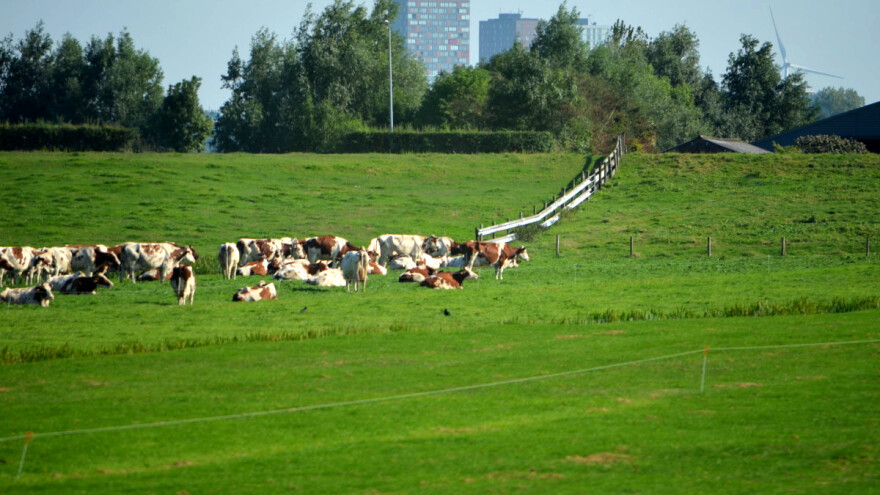 Stoka igra ključnu ulogu u korištenju zemljišta - ispaša održava bioraznolikost