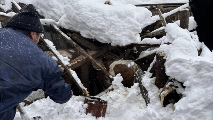 Pod težinom snijega urušio se krov štale pune goveda