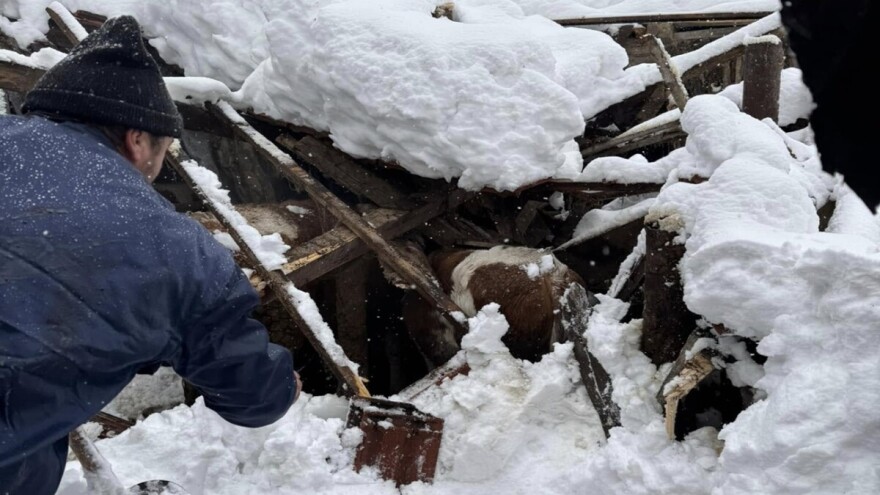 Pod težinom snijega urušio se krov štale pune goveda