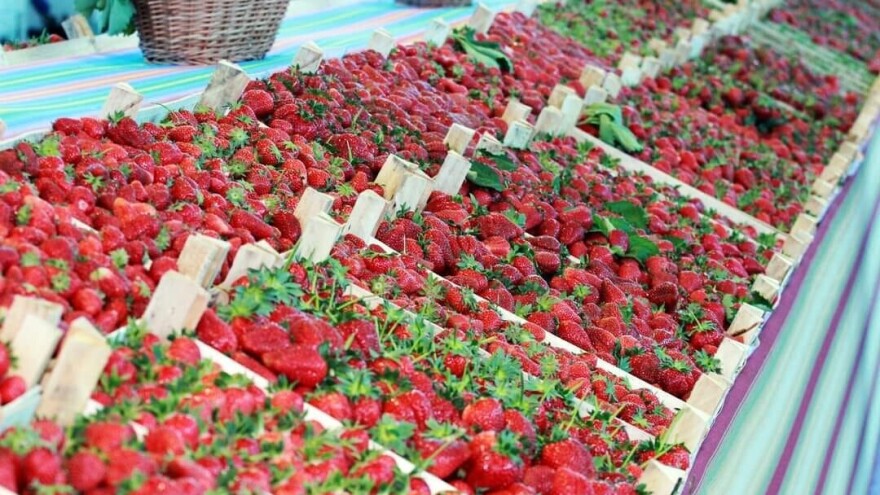 Hoće li čelićka jagoda dobiti "ličnu kartu": Kreću pripreme za zaštitu porijekla