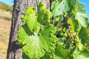 Šta poduzeti ako grinja šiškarica napadne vinovu lozu?