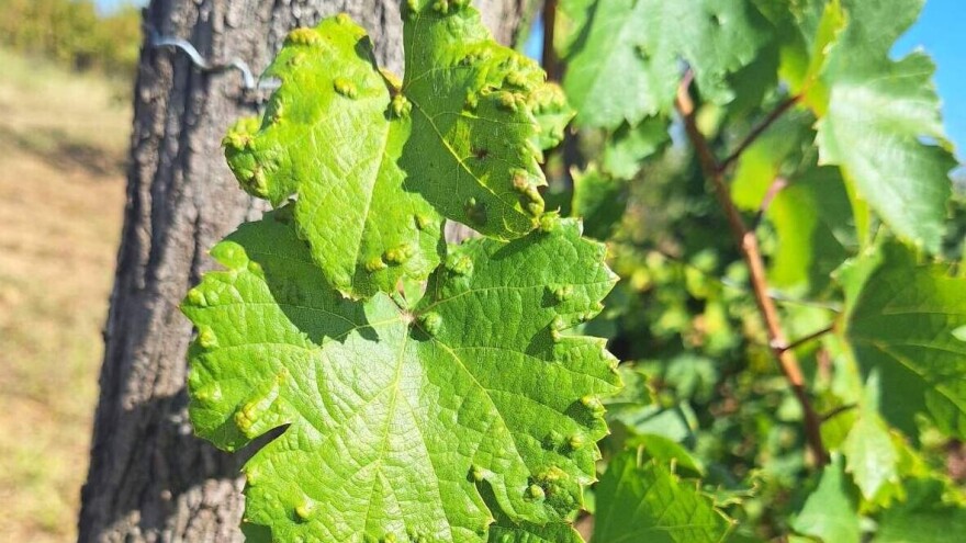 Šta poduzeti ako grinja šiškarica napadne vinovu lozu?