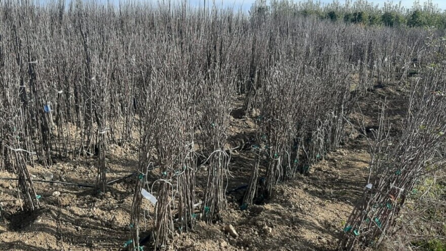 Kačarevići proizvode više od 70.000 sadnica godišnje - šljiva najtraženija