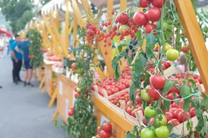 "Paradajz fest" od 18. do 20. jula u Lebanu