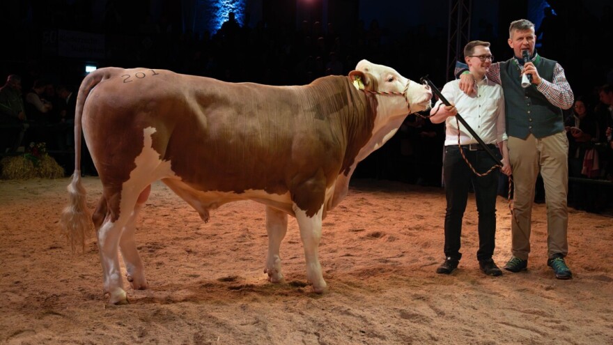Jednogodišnji bik McRiver P*S prodan za 94.000 eura