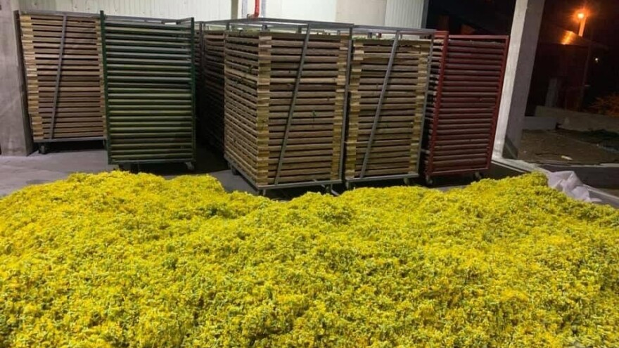 "Zlato" s planinskih livada dostiže cijenu od 50 KM po kilogramu