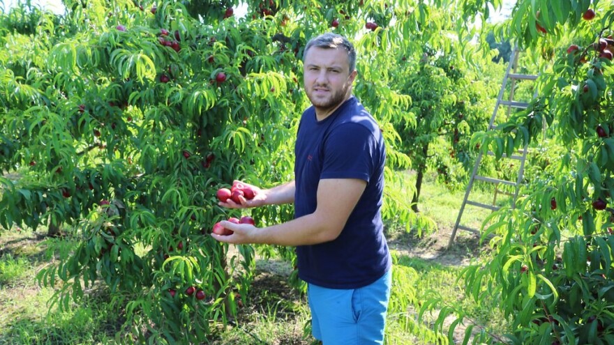 Berba nektarina i šljiva u punom jeku, bit će i rakije jer OPG Sesar registrirao je destileriju