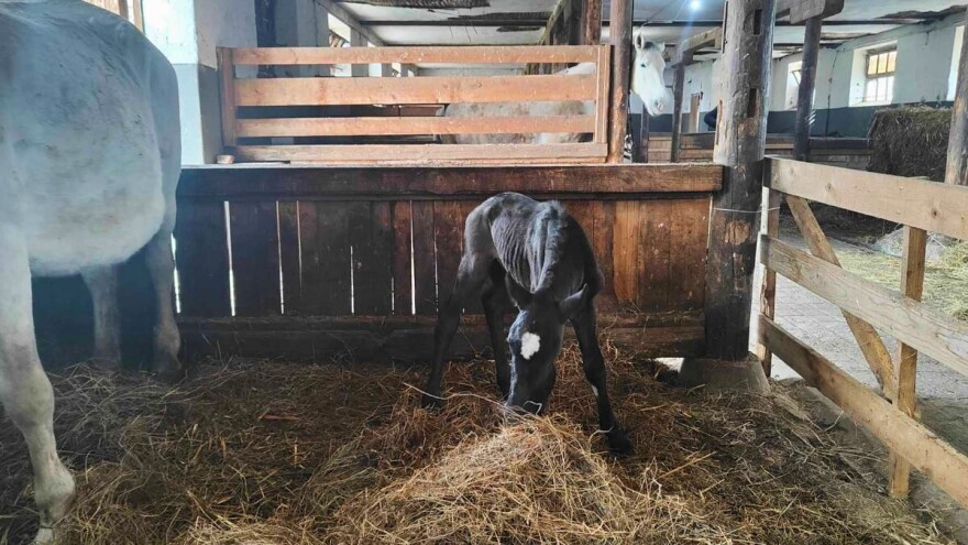 Prvo pa "curica": Stigla prinova na ergeli "Vučijak"