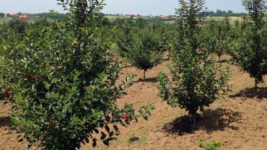 Pera Pešić nakon 40 godina proizvodnje povrća prednost dao voćarstvu