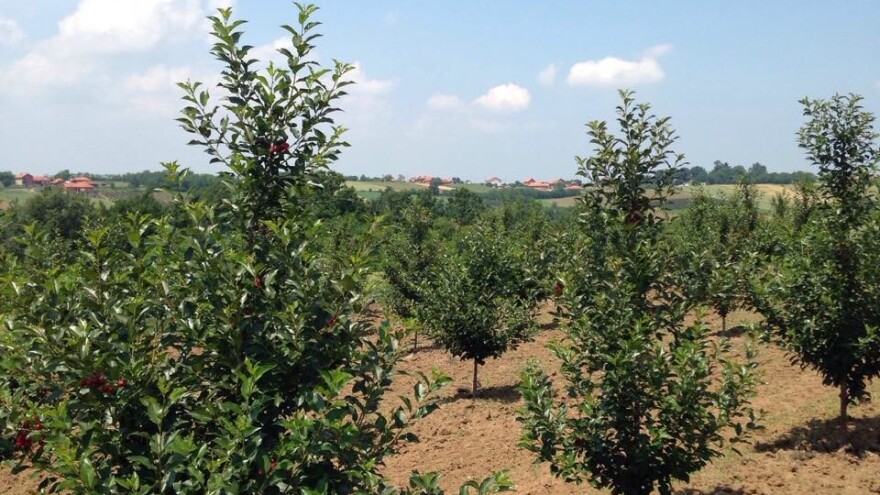 Oblačinska višnja - novi brend Baničine
