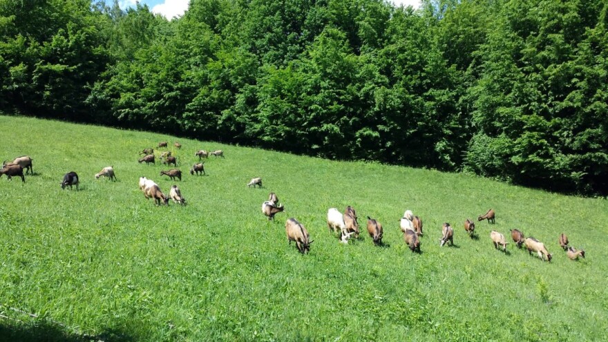 Enes Ibrahimagić: Čude se našim proizvodima jer se ne osjeti miris koze