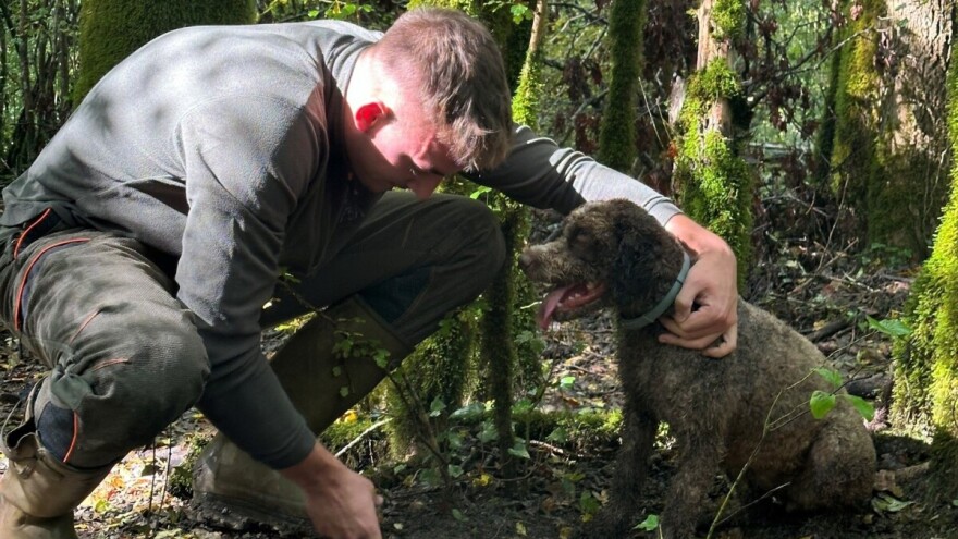 Dani Zigante tartufa u Motovunskoj šumi