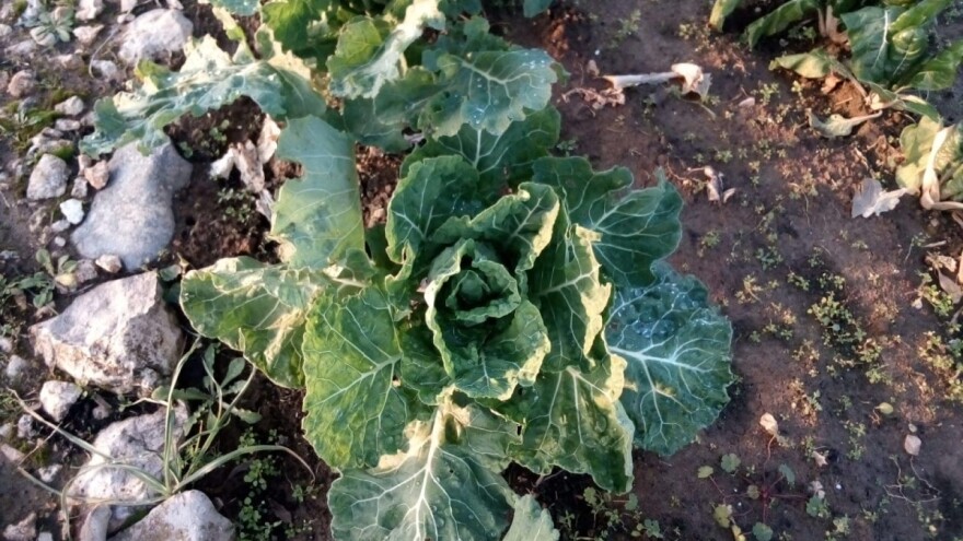 Raštika  - idealna namirnica za poslijeblagdansku detoksikaciju