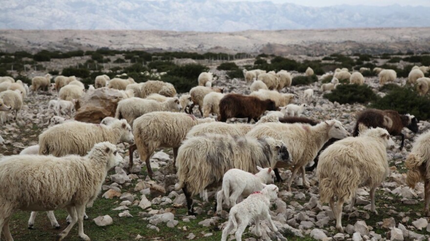 Smanjen uvoz šansa za prodaju 20.000 grla mlade paške janjetine
