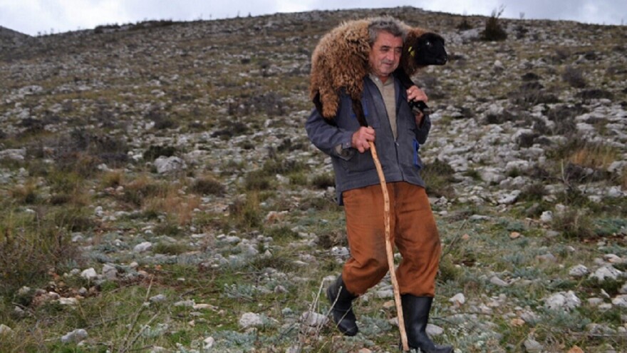 Ovčar Zore Gužvica među stijenama pronašao naklano janje othranjeno na dudicu!