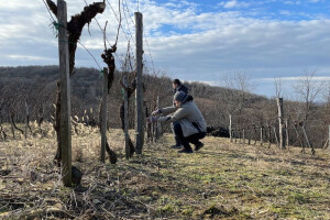 Želite naučiti sve o grožđu i vinu, od vinograda do stola? Prijavite se!