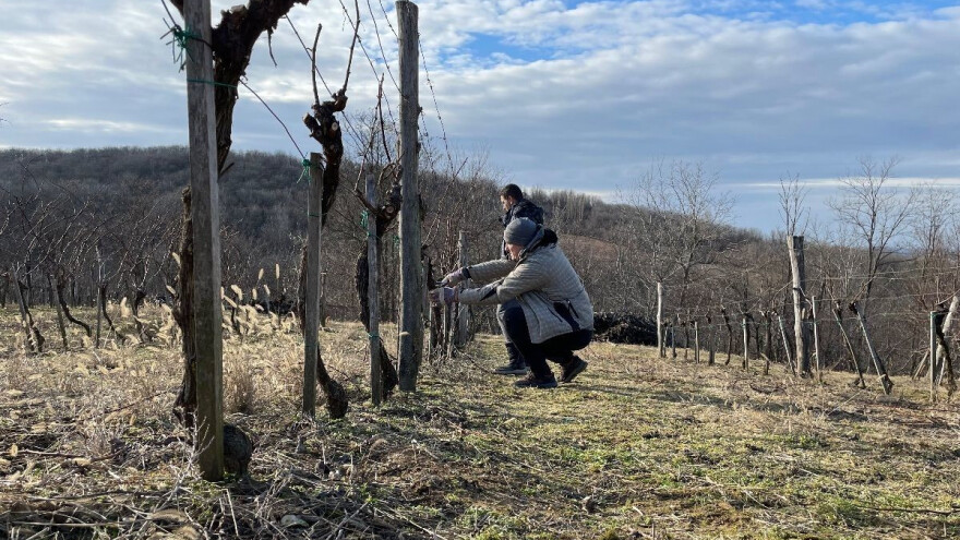 Želite naučiti sve o grožđu i vinu, od vinograda do stola? Prijavite se!