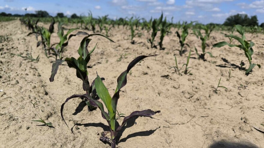 Zašto su mlade biljke soje i suncokreta svjetlije zelene boje, a kukuruz negdje i ljubičast?