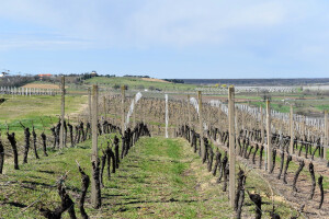 Vinogradari potvrđuju: Zbog klimatskih promjena značajno veća ulaganja u nasade
